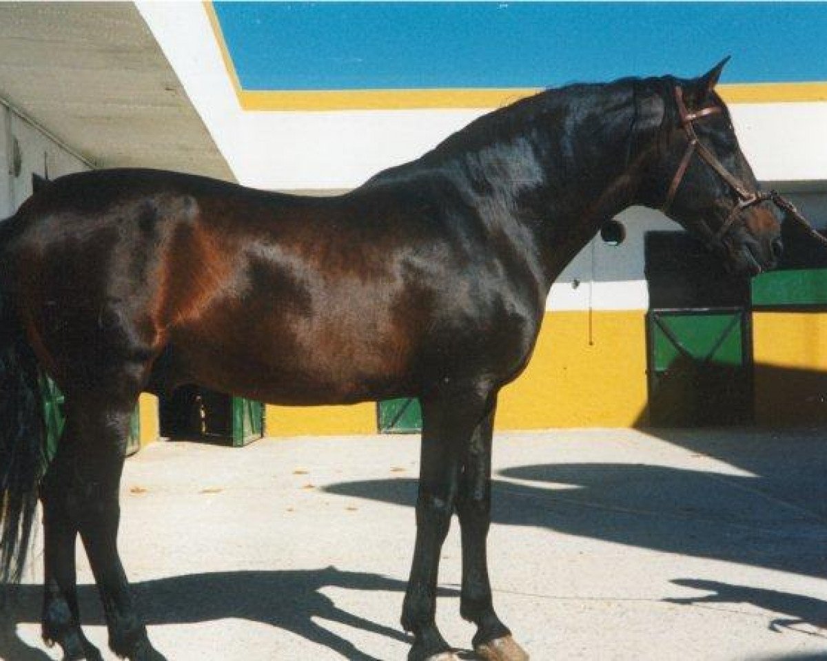 stallion Remache (Pura Raza Espanola (PRE), 1975, from Sereno)