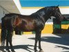 stallion Remache (Pura Raza Espanola (PRE), 1975, from Sereno)
