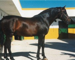 stallion Remache (Pura Raza Espanola (PRE), 1975, from Sereno)