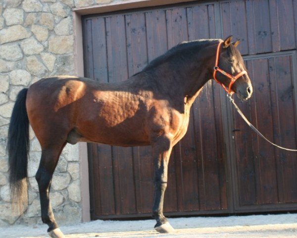 stallion Adelante (Pura Raza Espanola (PRE), 1981, from Remache)