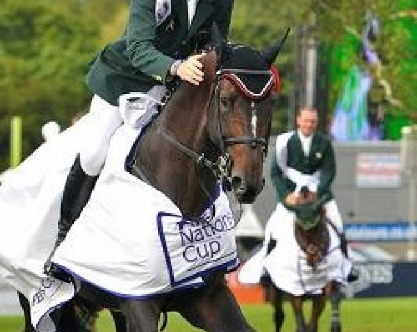 stallion Eldiam de Reve (Belgian Warmblood, 2004, from Diamant de Semilly)