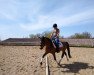 dressage horse Emma 203 (unknown, 2007)