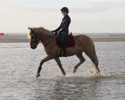 jumper Heio (German Riding Pony, 1996, from Hallodri)