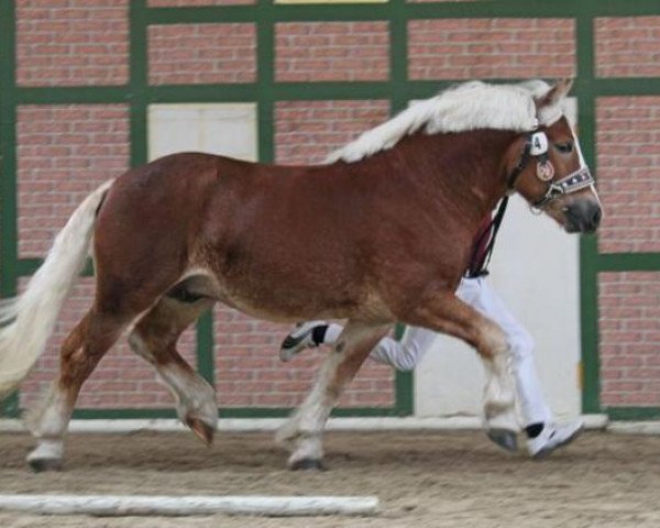 stallion Achenbach 2654 (Rhenish-German Cold-Blood, 2012, from Antonio 2262)