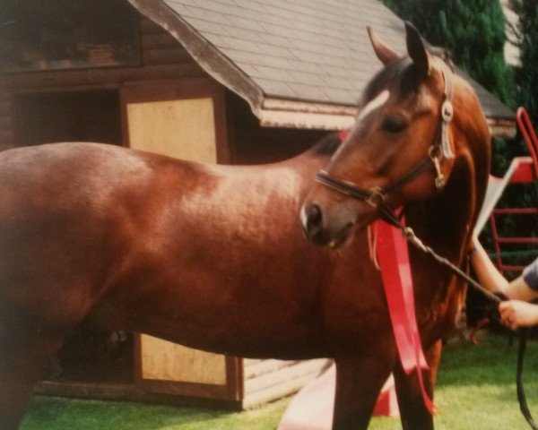 Pferd Lester Piggott 4 (Hannoveraner, 1992, von Lion)