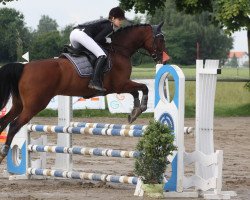 jumper Qualitys Quick Z (Zangersheide Reitpferd, 2003, from Quick Lauro Z)