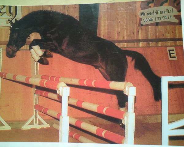 stallion Asculep (Hanoverian, 1999, from Acorado I)