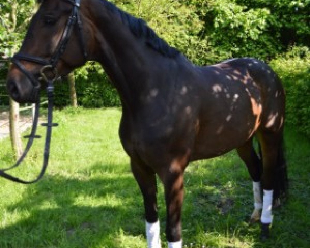 dressage horse Sylter Playboy SL (Hanoverian, 2010, from Sandro Hit)