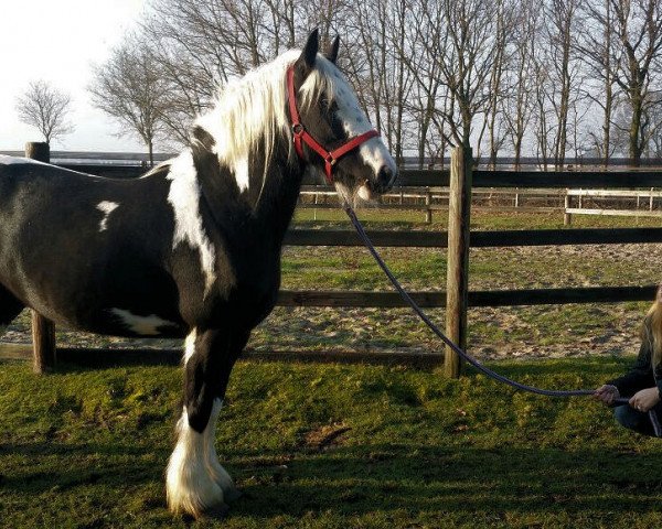 horse Misty (Friesian-Mix, 2011, from Tinker / Irish Cob / Gypsy Vanner)