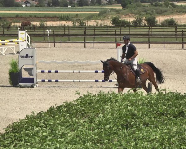 Reitturnier Worms-Pfeddersheim / Reitsportanlage Wittemer 2020