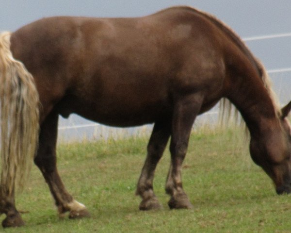 Pferd Milan (Schwarzwälder Kaltblut, 2008, von LVV Modem)