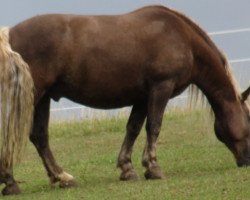 horse Milan (Black Forest Horse, 2008, from LVV Modem)