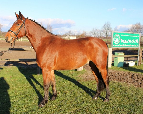 Pferd Enorm (Schweres Warmblut, 2012, von Elbcapitän)