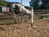 dressage horse Celebration 55 (German Warmblood, 2008, from Charly Chaplin)