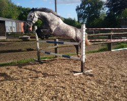 dressage horse Celebration 55 (German Warmblood, 2008, from Charly Chaplin)