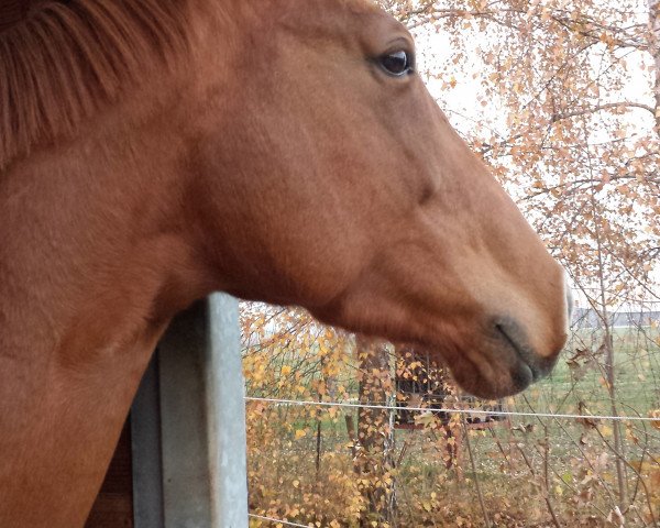 broodmare Fairytale (Hanoverian, 2010, from For Edition)