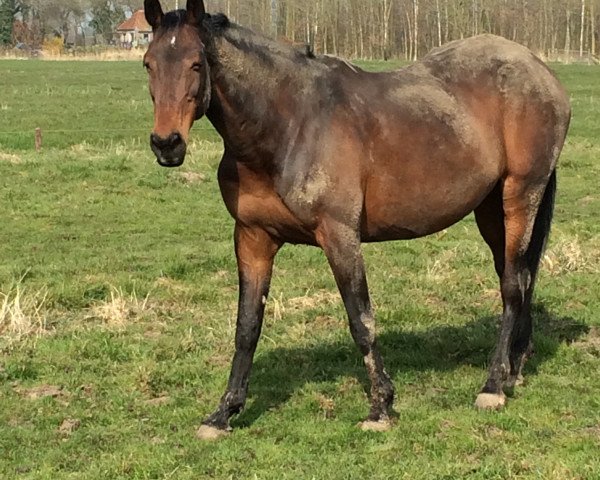 Zuchtstute Idool (KWPN (Niederländisches Warmblut), 1990, von Lector)