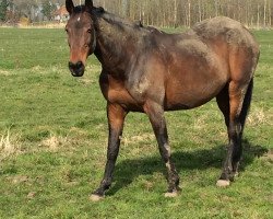 broodmare Idool (KWPN (Royal Dutch Sporthorse), 1990, from Lector)