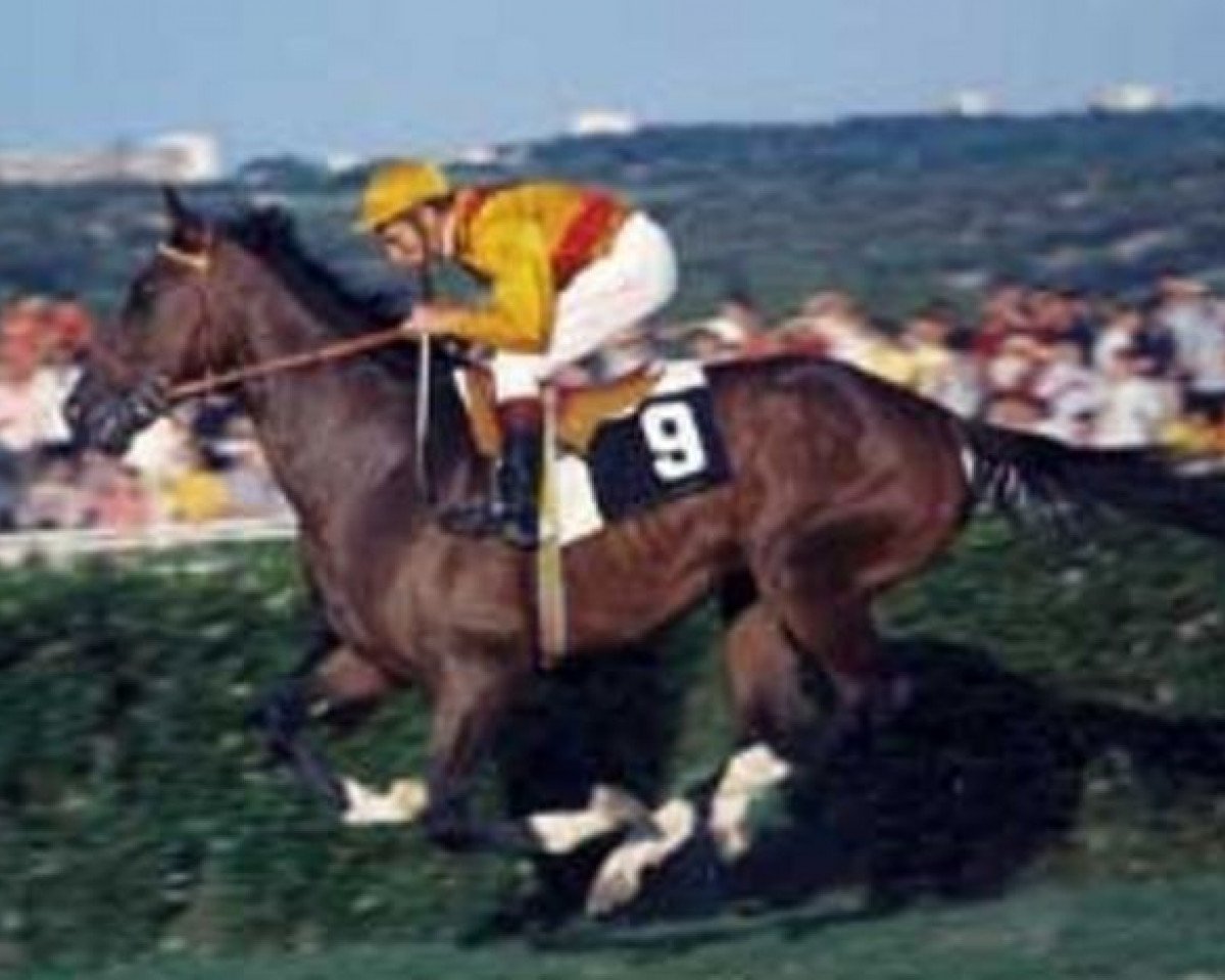 stallion My Mourne xx (Thoroughbred, 1969, from Mourne xx)