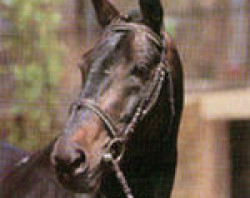 Deckhengst Mandrin de Balme (Selle Français, 1978, von Boreal)