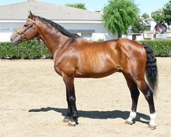 stallion Rabel (Spanish Sport Horse, 1996, from Mandrin de Balme)