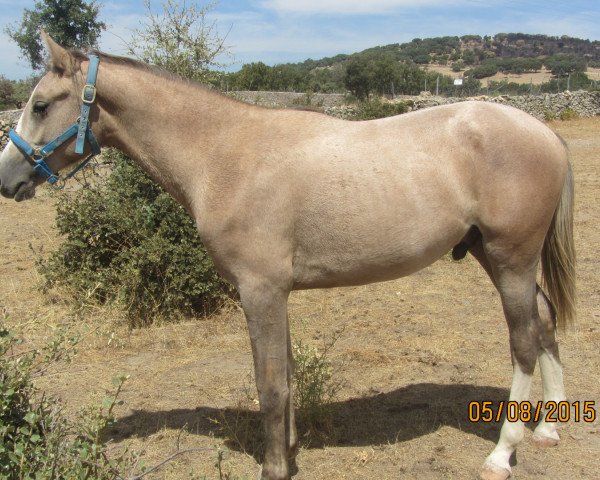 horse Rabel (Spanish Sport Horse,  , from Rabel)