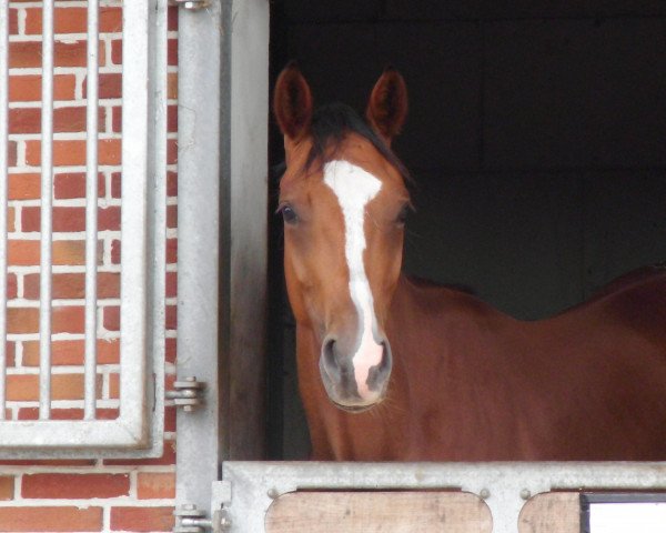 horse Lagano 11 (Oldenburg, 2009, from Landsieger I)