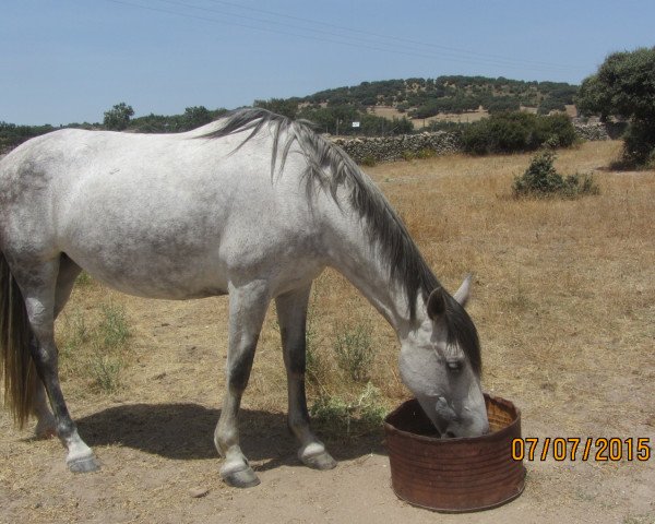 broodmare Milady (Spanish Sport Horse, 2005, from Zafari II)