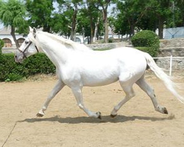 stallion Zafari II (Pura Raza Espanola (PRE), 1995, from Guajiro IX)