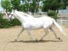 stallion Zafari II (Pura Raza Espanola (PRE), 1995, from Guajiro IX)