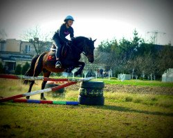 broodmare Jagodka (Welsh-Cob (Sek. C), 2006)