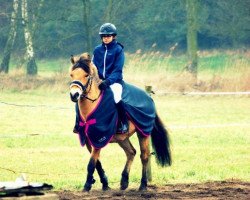 broodmare Dumka (Fjord Horse, 2008)