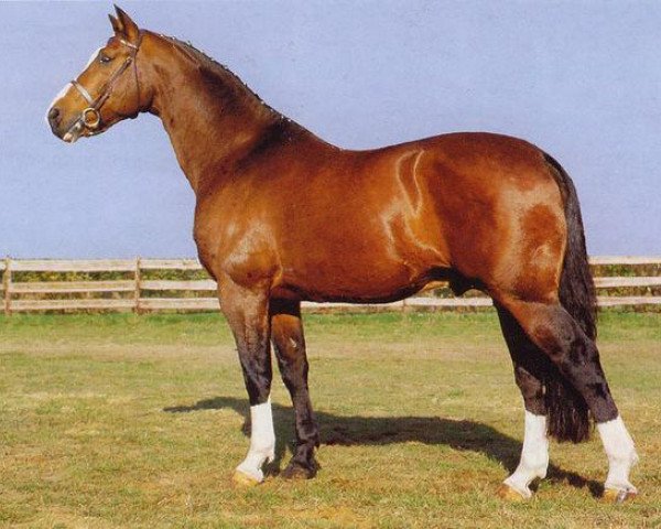 stallion Fantastique (Selle Français, 1971, from Ibrahim AN)