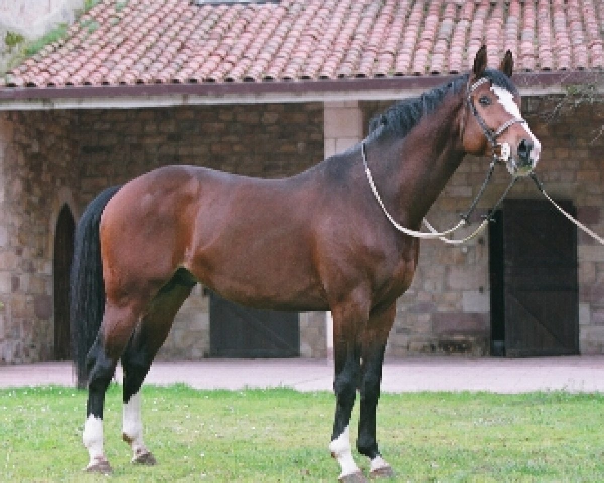 Deckhengst Jaleo du Defey (Selle Français, 1997, von Ramiro Z)