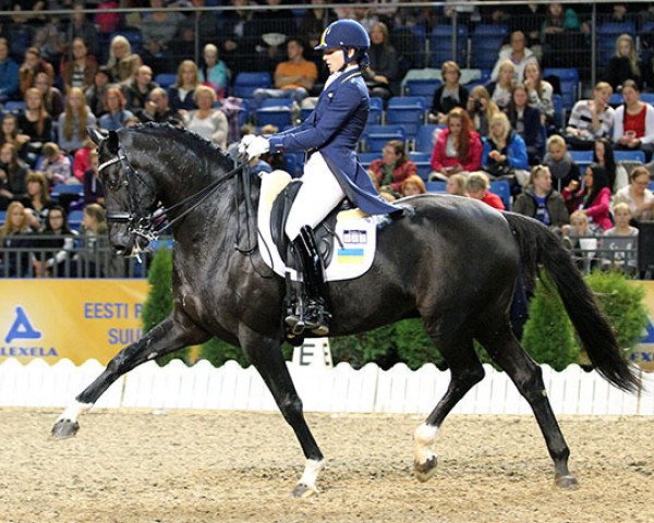 stallion Don Gregorius (Oldenburg, 2002, from Bmc Don Cardinale)