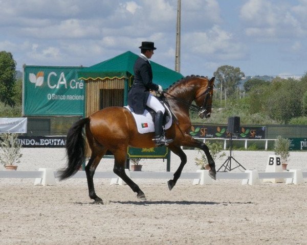 dressage horse Santurion de Massa (Portuguese Sporthorse, 2006, from Münchhausen)