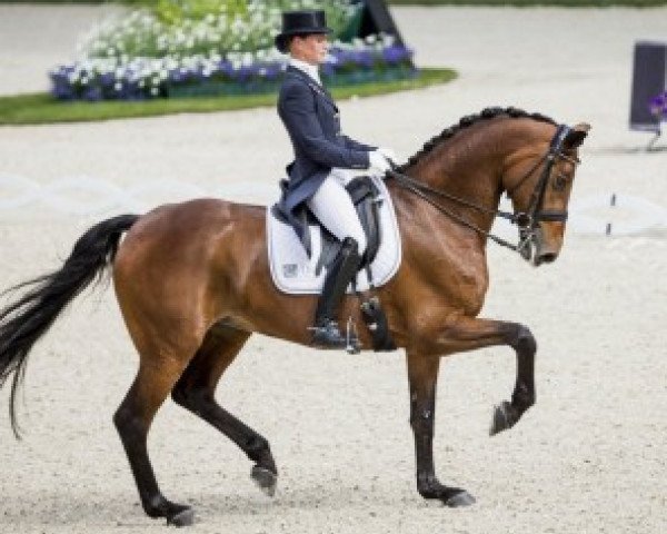 dressage horse Annarico (Royal Warmblood Studbook of the Netherlands (KWPN), 2005, from Lord Loxley I)