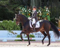 dressage horse Paridon Magi (Swedish Warmblood, 2003, from Don Primero)