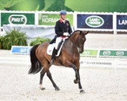 dressage horse Nip Tuck (KWPN (Royal Dutch Sporthorse), 2004, from Don Ruto)