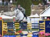 stallion Caspar 232 (Oldenburg show jumper, 2006, from Caspar (Berlin))