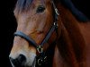 jumper Coco 183 (Oldenburg show jumper, 2005, from Concept)