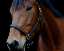 jumper Coco 183 (Oldenburg show jumper, 2005, from Concept)