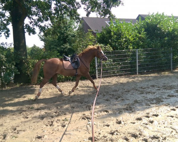 dressage horse Carlsson vom Dach 4 (German Riding Pony, 2009, from Joldis Charmant)