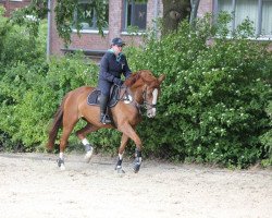 Zuchtstute What a Feeling (Deutsches Reitpferd, 2009, von Weltkönig)