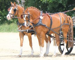 dressage horse Jessen (German Riding Pony, 2006, from Jockers Golden Boy)