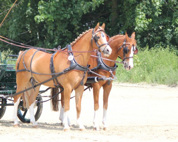 dressage horse Call me Boobie (German Riding Pony, 2009, from Joldis Charmant)