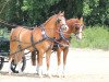 Dressurpferd Call me Boobie (Deutsches Reitpony, 2009, von Joldis Charmant)