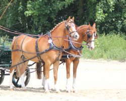 Dressurpferd Call me Boobie (Deutsches Reitpony, 2009, von Joldis Charmant)