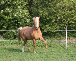 broodmare Cherie (German Riding Pony, 2004, from Cassini)