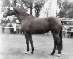 broodmare Aventica (Hanoverian, 1980, from Absatz)